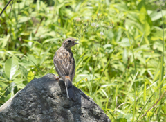 ホオジロ幼鳥 ②