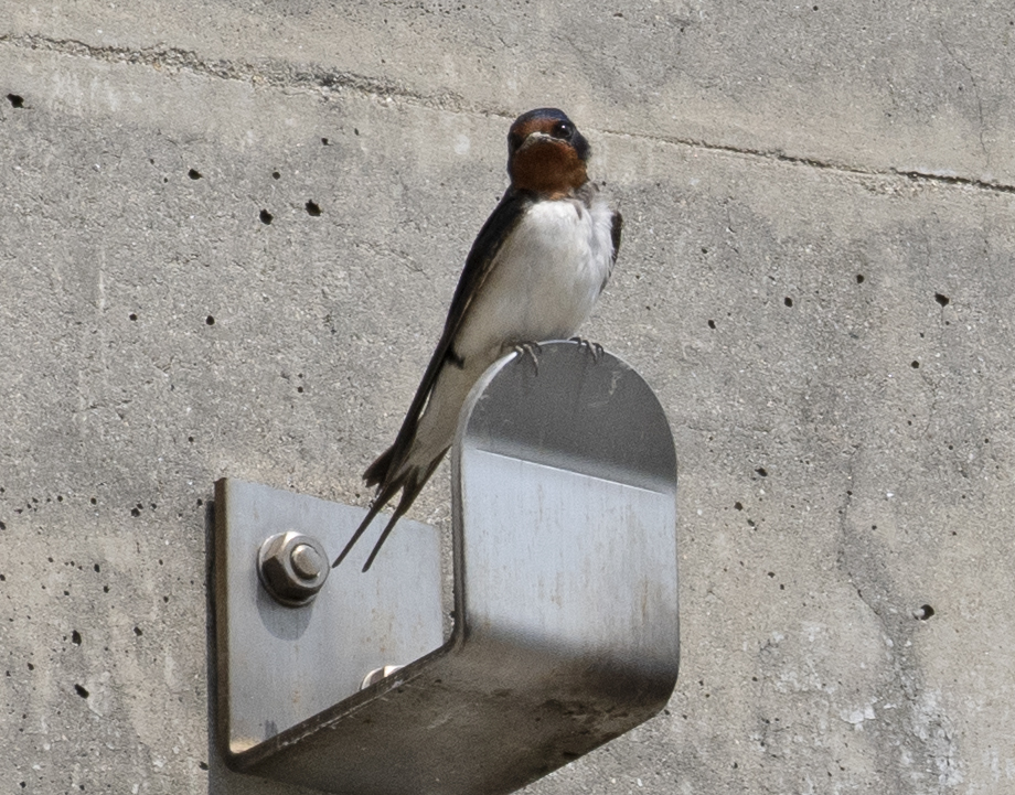 ツバメ 子育て①