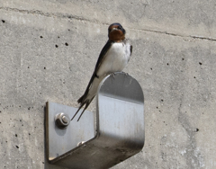 ツバメ 子育て①