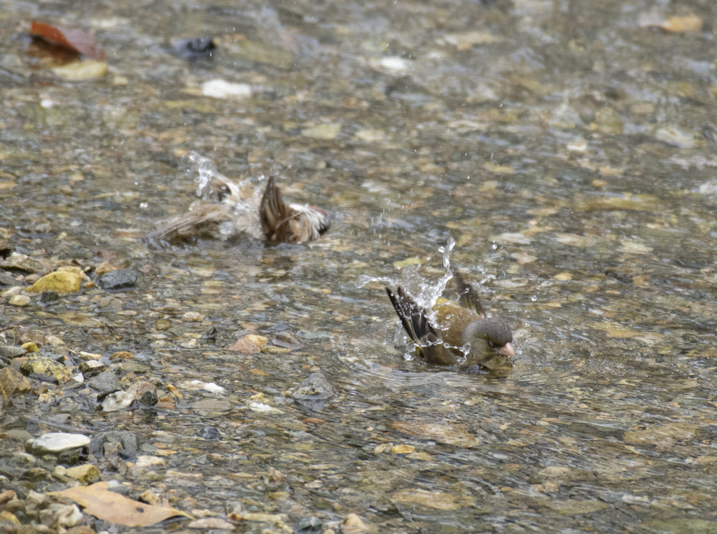 スズメ＆カワラヒワ 仲良く水浴び②