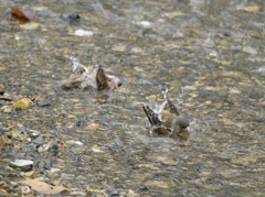 スズメ＆カワラヒワ 仲良く水浴び②