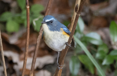 ルリビタキ ♂③