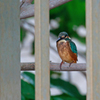 カワセミ 幼鳥