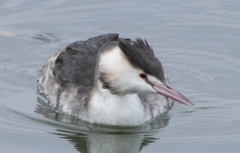 カンムリカイツブリ 冬羽 ②
