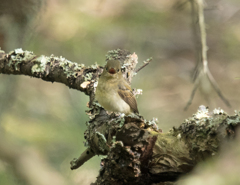 キビタキ♀ ⑦