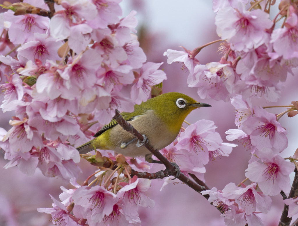 メジロ24 (河津桜にメジロ)