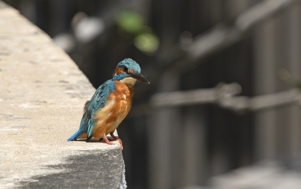 カワセミ37 カメラが気になる…