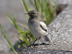 セグロセキレイ(幼鳥) ①
