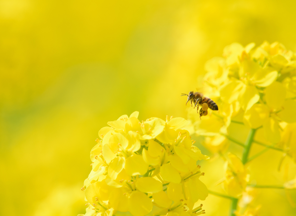 菜の花にミツバチ