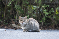 野良ネコ