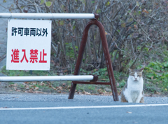 見張りニャン