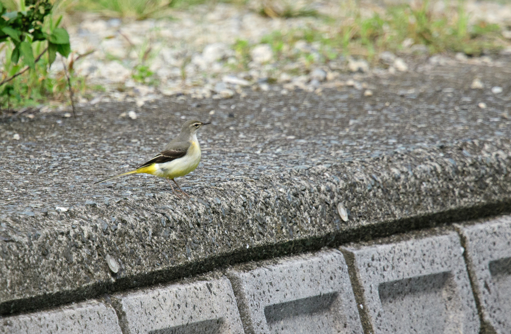 キセキレイ♀ 22