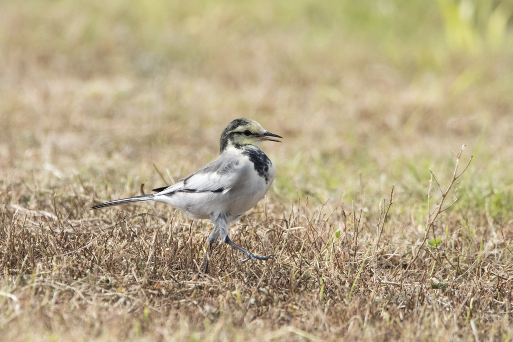 ハクセキレイ ⑦