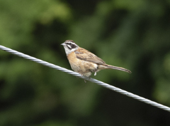 ホオジロ♂　快便(?)