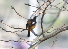 ジョウビタキ♂⑬