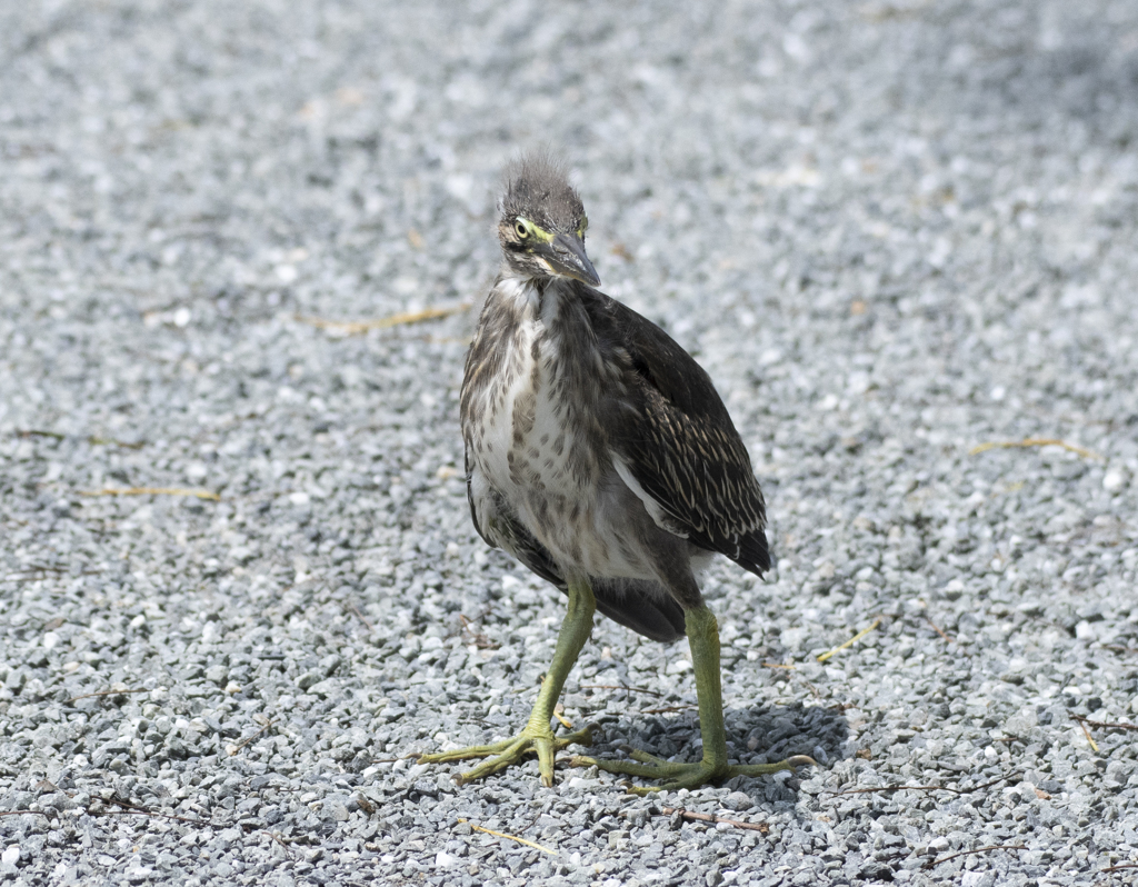 ササゴイ 幼鳥 ⑤