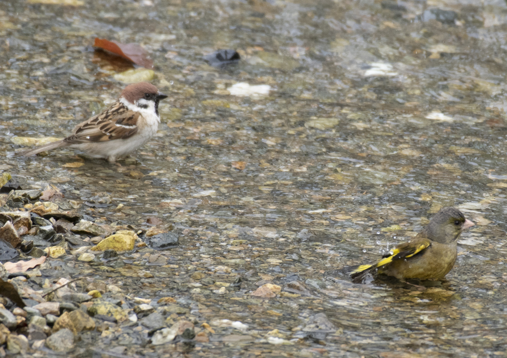 スズメ＆カワラヒワ 仲良く水浴び①