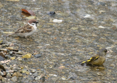 スズメ＆カワラヒワ 仲良く水浴び①