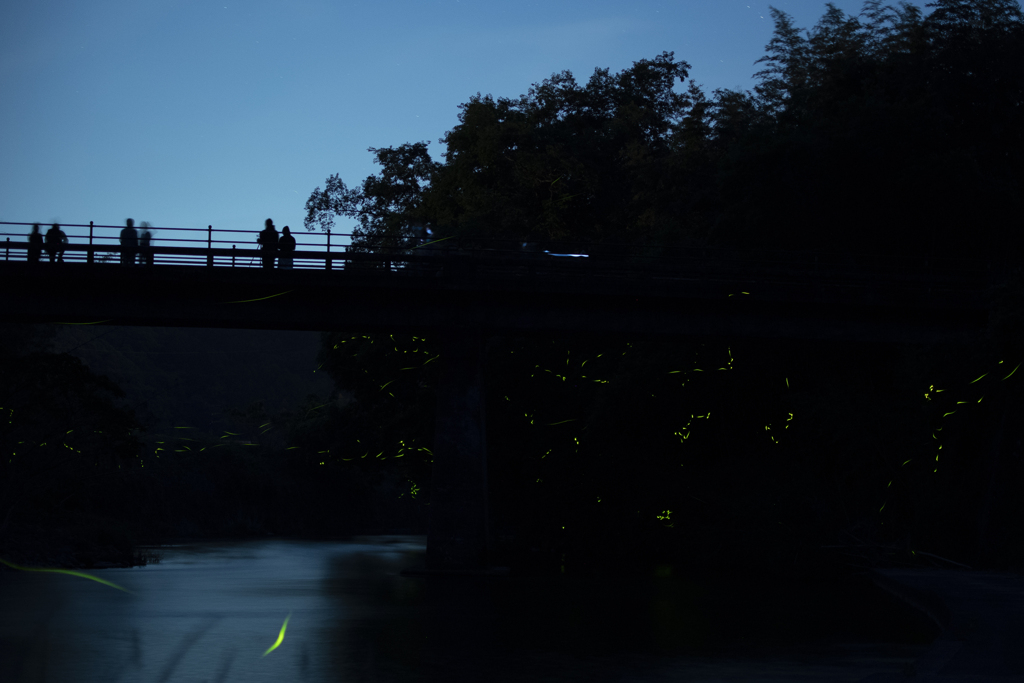 ホタル③