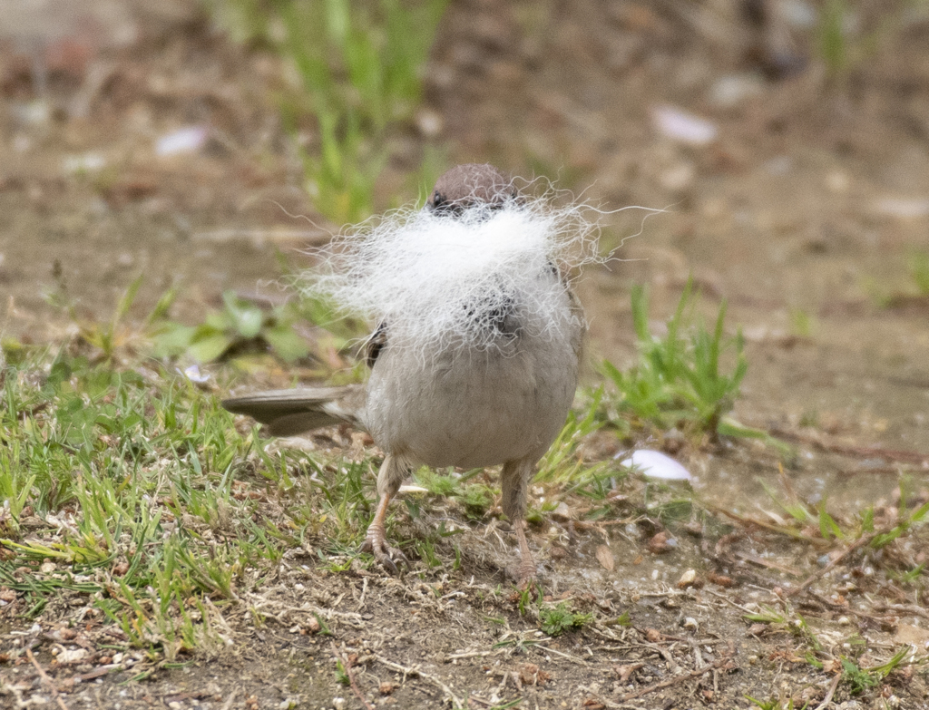 スズメの巣作り③