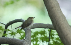 オオルリ♀ or キビタキ♀