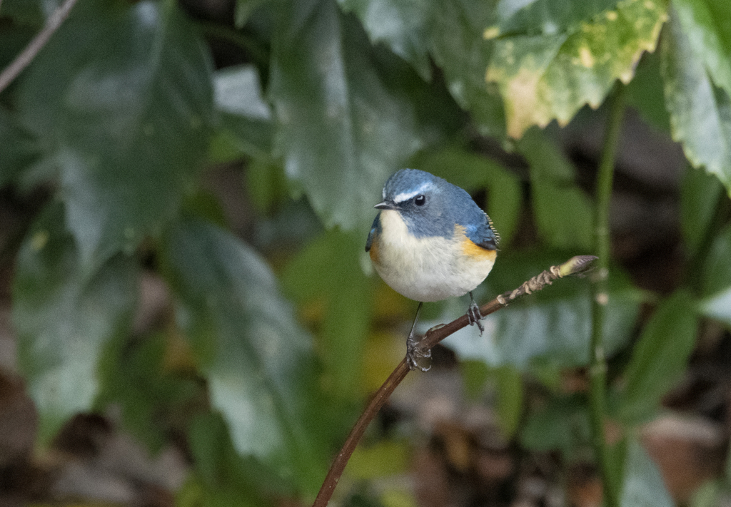 ルリビタキ ♂④