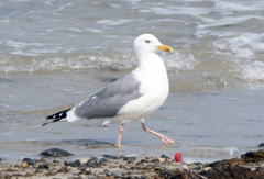 ウミネコ