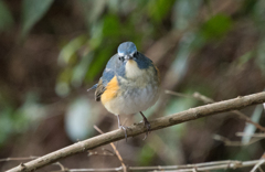 ルリビタキ♂⑳