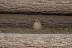 隠れ身の術？(ジョウビタキ♀43)