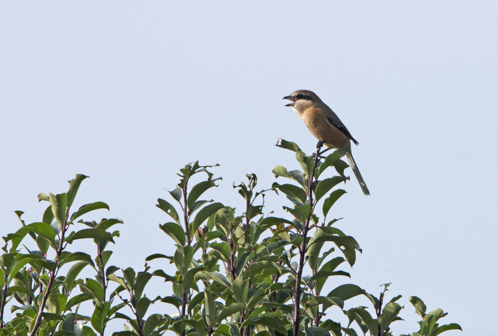 モズ♂⑤　高鳴き