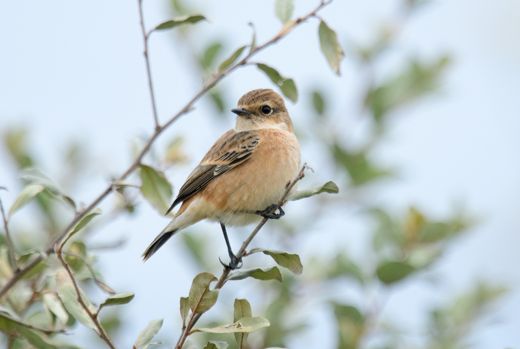 ノビタキ♀ 34