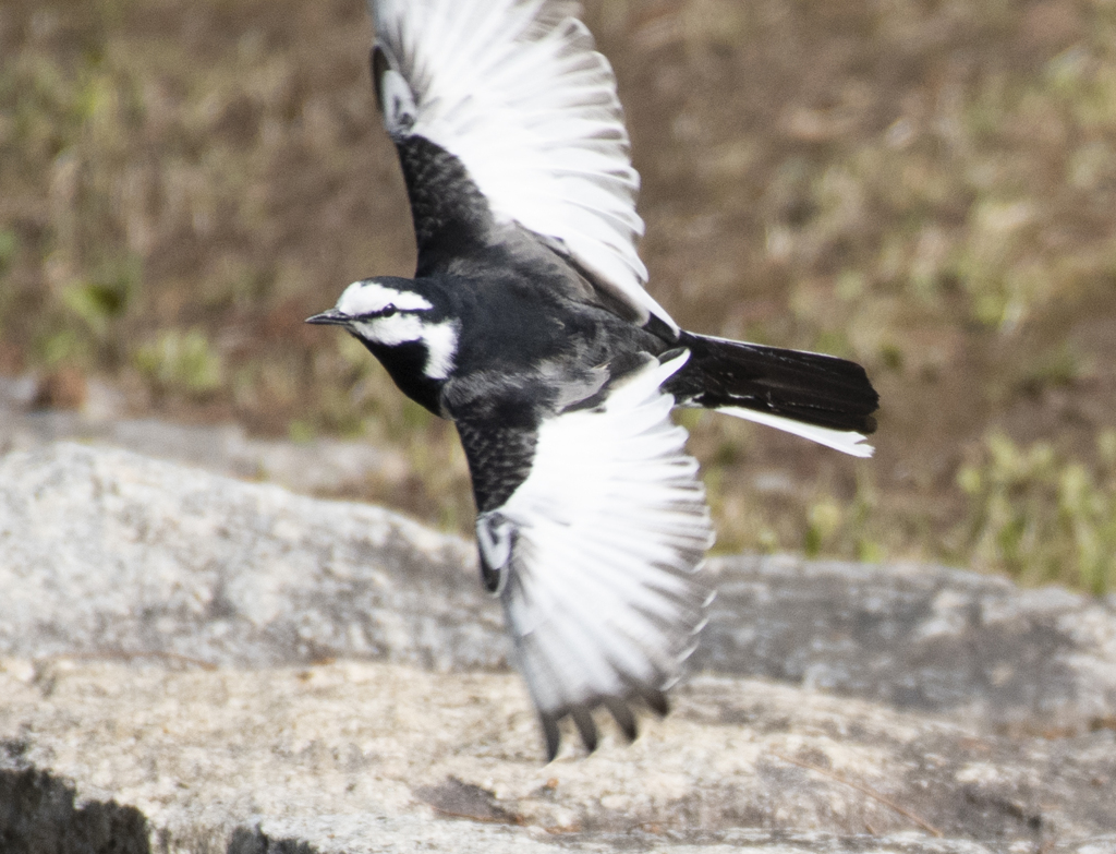 ハクセキレイ⑫ 羽ばたき
