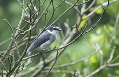 サンショウクイ ③