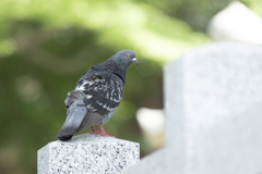 カワラバト ④