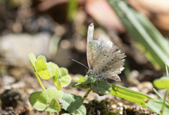 ボロボロ・・・・(ヤマトシジミ?)