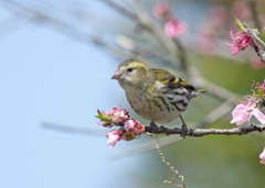 マヒワ♀