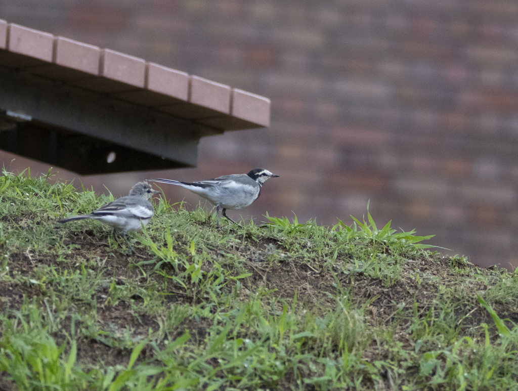ハクセキレイ 親子