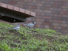 ハクセキレイ 親子