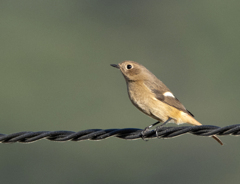 ジョウビタキ♀③