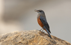 イソヒヨドリ♂④ 『歌唱』