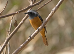 ジョウビタキ♂