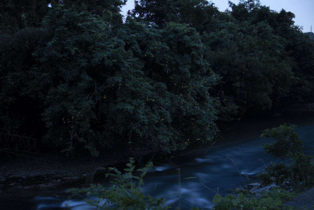 ホタル④ 比較明合成(6枚)