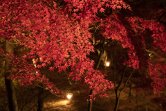 紅葉 ライトアップ