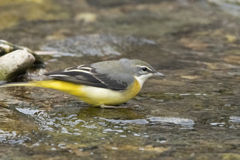 キセキレイ♀ ⑩