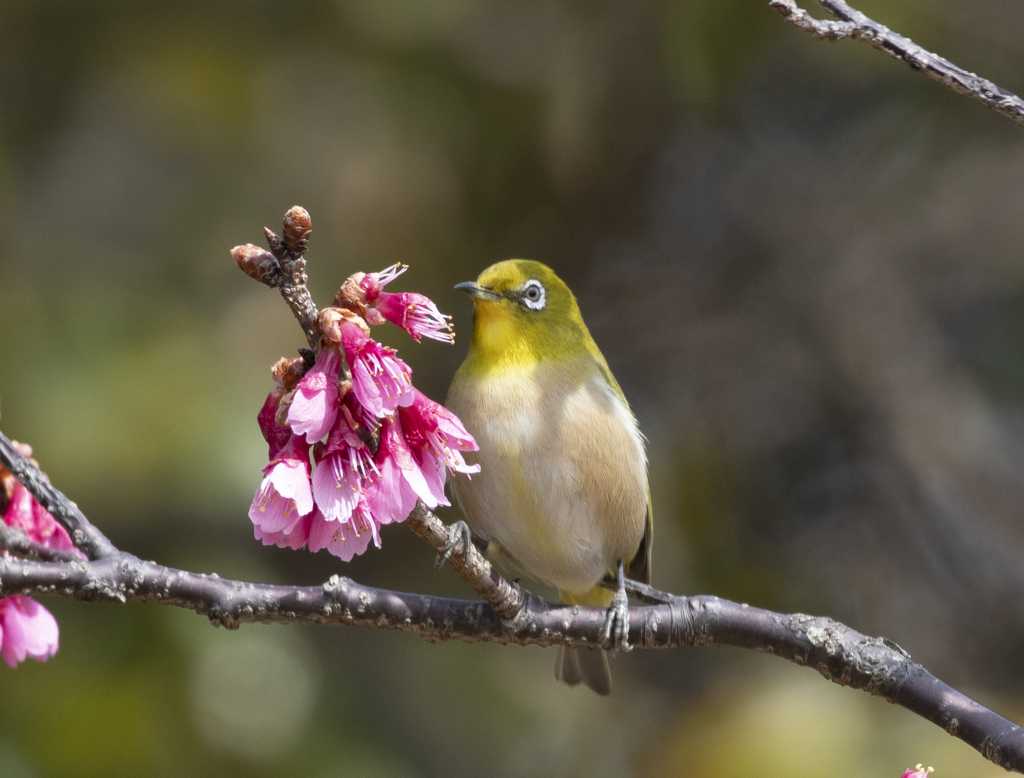 メジロ20 (寒緋桜にメジロ)