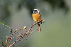 ジョウビタキ♂⑤