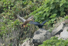 カルガモVSカラス ②