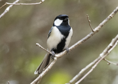 シジュウカラ⑤