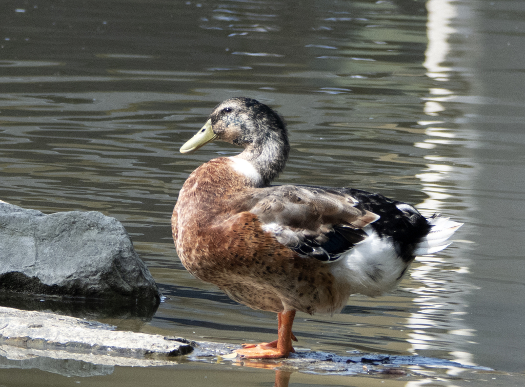 マガモ♀ or アヒル ②