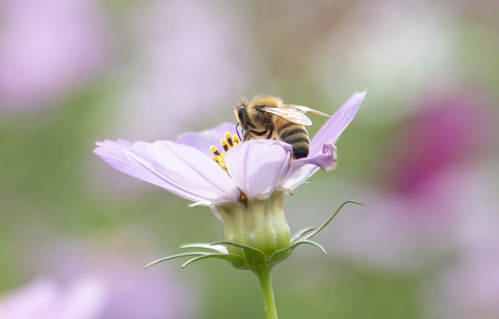 秋桜にミツバチ ③